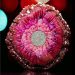Solar Color Dust Magic Pearls Mica Resin Pour