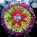 A 3D Dark Flower Bloom in our Colossal Crystal Edge Mold