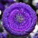 Deep Purple Galaxy Pour in our Crystal Edge Round Mold