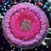 Booomerang Lilac Galaxy Pour in our Crystal Edge Round Mold
