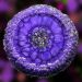 Dioxazine Purple Resin Pour in our Crystal Edge Round Mold