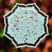Eco Resin Tutorial in our New Flower Border Tray Mold
