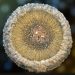 Dragon Scale Resin Tutorial in our Crystal Edge Round Mold
