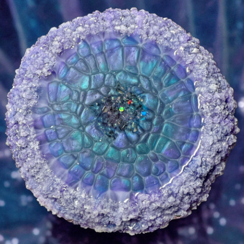 Abalone Larimar Pour in our Crystal Edge Round Mold