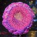 Dragon Scale Effect in our Crystal Edge C Mold