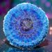 Creating Gorgeous Cells in our Crystal Edge Round Mold