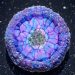 Drizzle Bloom Resin Pour in our Crystal Edge Round Mold