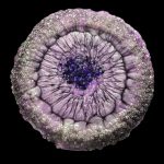 Velvet Violet Crystal Edge Vanity Tray